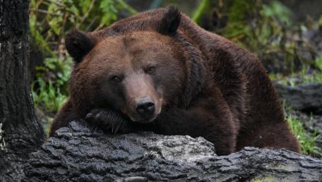 Majestic Brown Bear Resting in Nature wallpaper
