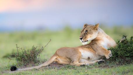 Majestic Lioness in Natural Habitat wallpaper
