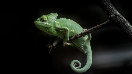 Chameleon’s Silent Vigil in the Shadows wallpaper