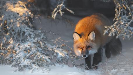 Red Fox in a Snowy Wonderland wallpaper