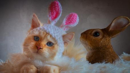 Funny Feline Easter Bunny Adventure wallpaper