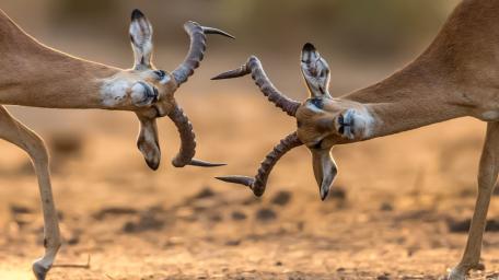 Graceful Antelope in the Wild wallpaper