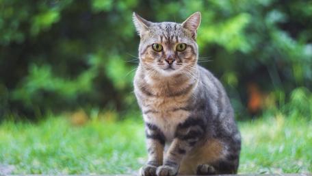 Majestic Tabby in Green Serenity wallpaper