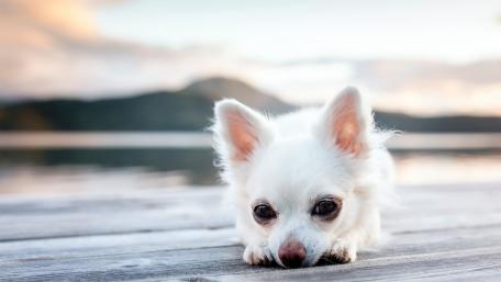 Chihuahua's Serene Lakeside Moment wallpaper