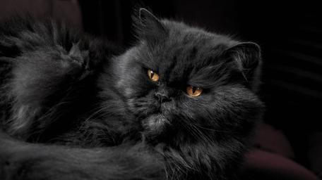 Majestic Black Persian Cat in 4K wallpaper