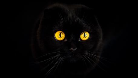 Mysterious Gaze of the Midnight Feline wallpaper