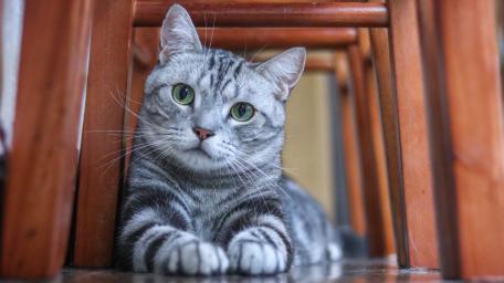 Grey Tabby Cat Relaxing Under Wooden Furniture wallpaper