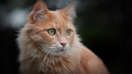 Ginger Cat in Focus wallpaper