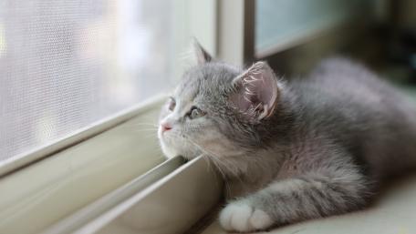 Curious Grey Cat Gazing Out the Window wallpaper