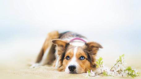 Serene Australian Shepherd on Sandy Beach wallpaper