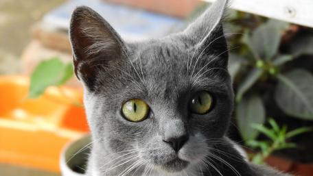 Grey Feline Stare Captivates with Intensity and Grace wallpaper