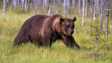Majestic Brown Bear Roaming the Wild wallpaper