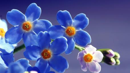 Blue Orchids in Bloom: Nature's Elegant Palette wallpaper