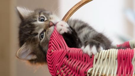 Adorable Kitten in a Woven Basket Scene wallpaper