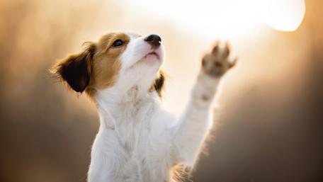Puppy Playtime in the Sunlight wallpaper