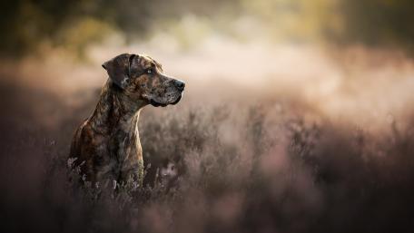 Catahoula Leopard Dog in Serene Landscape wallpaper