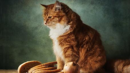 Fluffy Cat with Bread and Onion Scene wallpaper