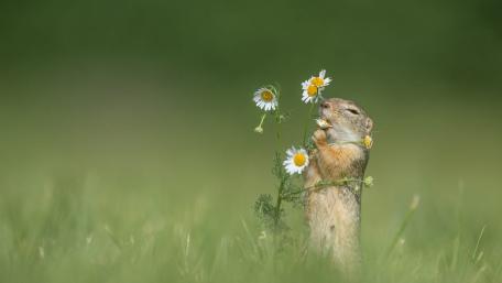 Groundhog's Delightful Daisy Moment wallpaper
