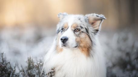 Australian Shepherd in a Winter Wonderland wallpaper