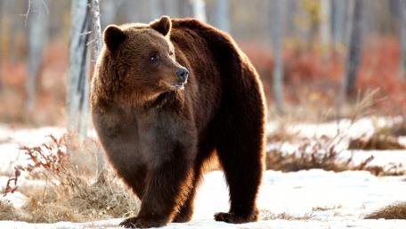 Majestic Grizzly in the Wild wallpaper
