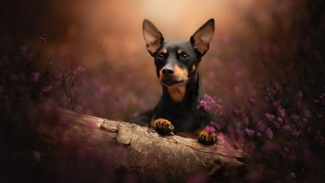 Miniature Pinscher in Enchanting Floral Wilderness wallpaper
