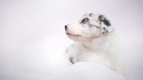 Adorable Border Collie Puppy on White Background wallpaper