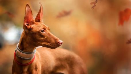 Pharaoh Hound Amidst Autumn Leaves wallpaper