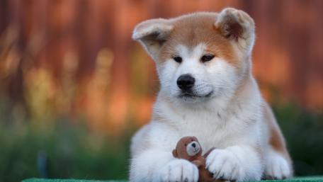 Akita Inu Puppy with Toy Companion wallpaper