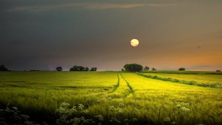 Moonlit Tranquility: A Night Field's Embrace wallpaper