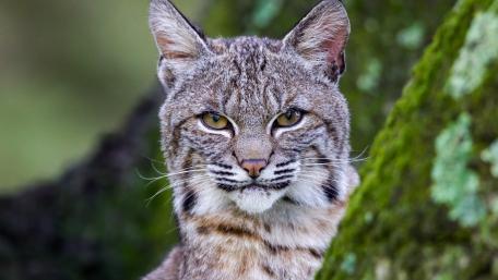 Lynx Amidst Nature's Beauty wallpaper