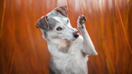 Playful Pup in Autumn Bliss wallpaper