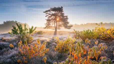 Golden Morning Glow in Frosty Autumn Landscape wallpaper