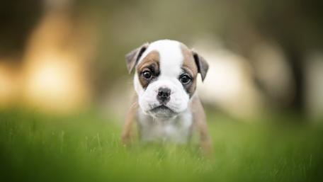 Bulldog Puppy in a Lush Green Meadow wallpaper