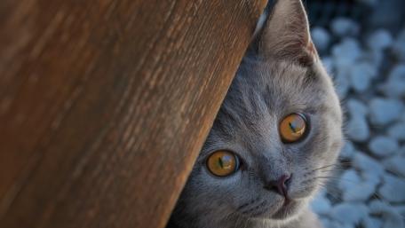 Grey British Shorthair's Curious Glance wallpaper