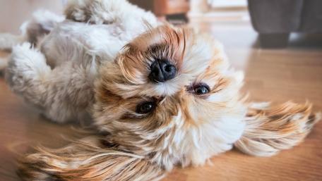Lhasa Apso's Playful Pose and Cuddly Charm wallpaper