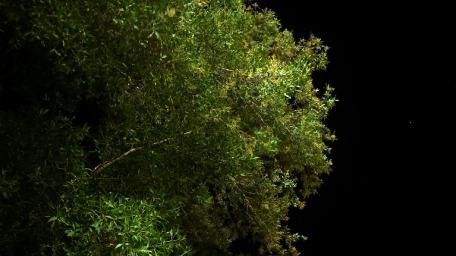 Enchanting Nighttime Canopy of Greenery wallpaper