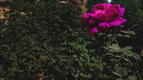 The beauty of solitude shines through a vibrant bloom wallpaper