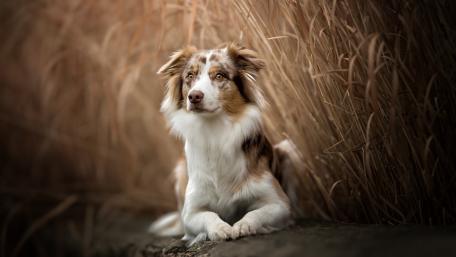 Majestic Border Collie in Golden Fields wallpaper