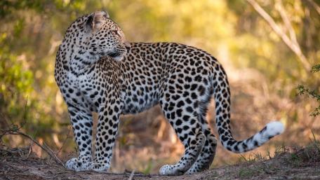 Majestic Leopard in Natural Habitat wallpaper