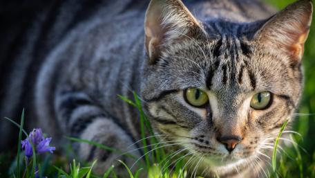 Curious Cat in Nature's Embrace wallpaper