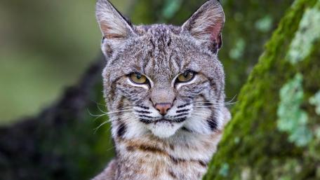 Majestic Bobcat in Its Natural Habitat wallpaper