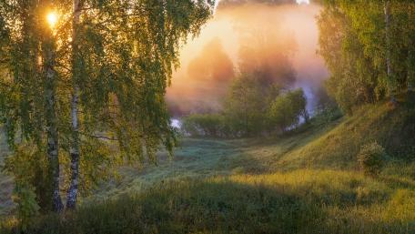 Serene Morning Mist in Nature's Embrace wallpaper