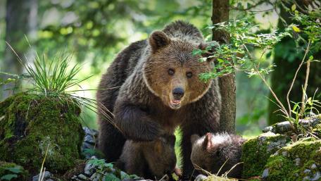 Majestic Grizzly in Nature's Embrace wallpaper