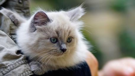 Fluffy Kitten Cuddled in Warm Embrace wallpaper