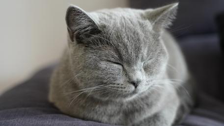 Cozy Cat in Serenity wallpaper