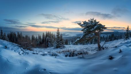 Serene Winter Dawn Over Snowy Landscape wallpaper
