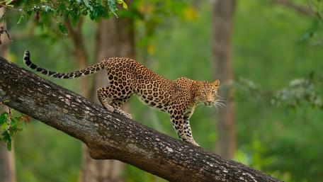 Graceful Leopard in Nature’s Embrace wallpaper
