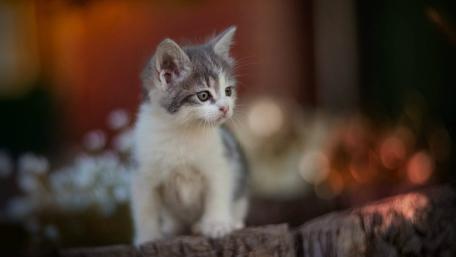 Adorable Kitten in a Serene Setting wallpaper