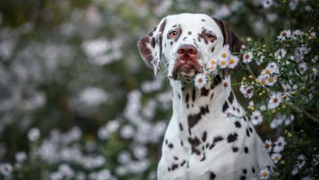 Charming Dalmatian Surrounded by Flowers wallpaper
