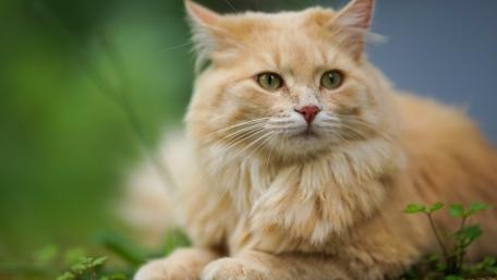 Gentle Orange Cat Relaxing in Nature wallpaper